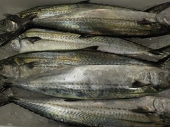 TS`2016921.JPG