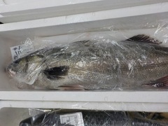 XYL20161102.JPG