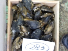 JXL20161115.JPG