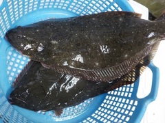 20161126.JPG