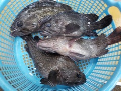 ^\C20161227.JPG