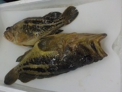 V}]C20170206.JPG