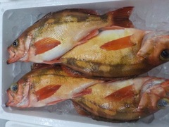 ԃo20170208.JPG