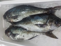 ڑ20171026.JPG