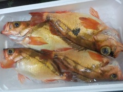 ԃo20171129.JPG