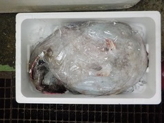񂱂20180105.JPG